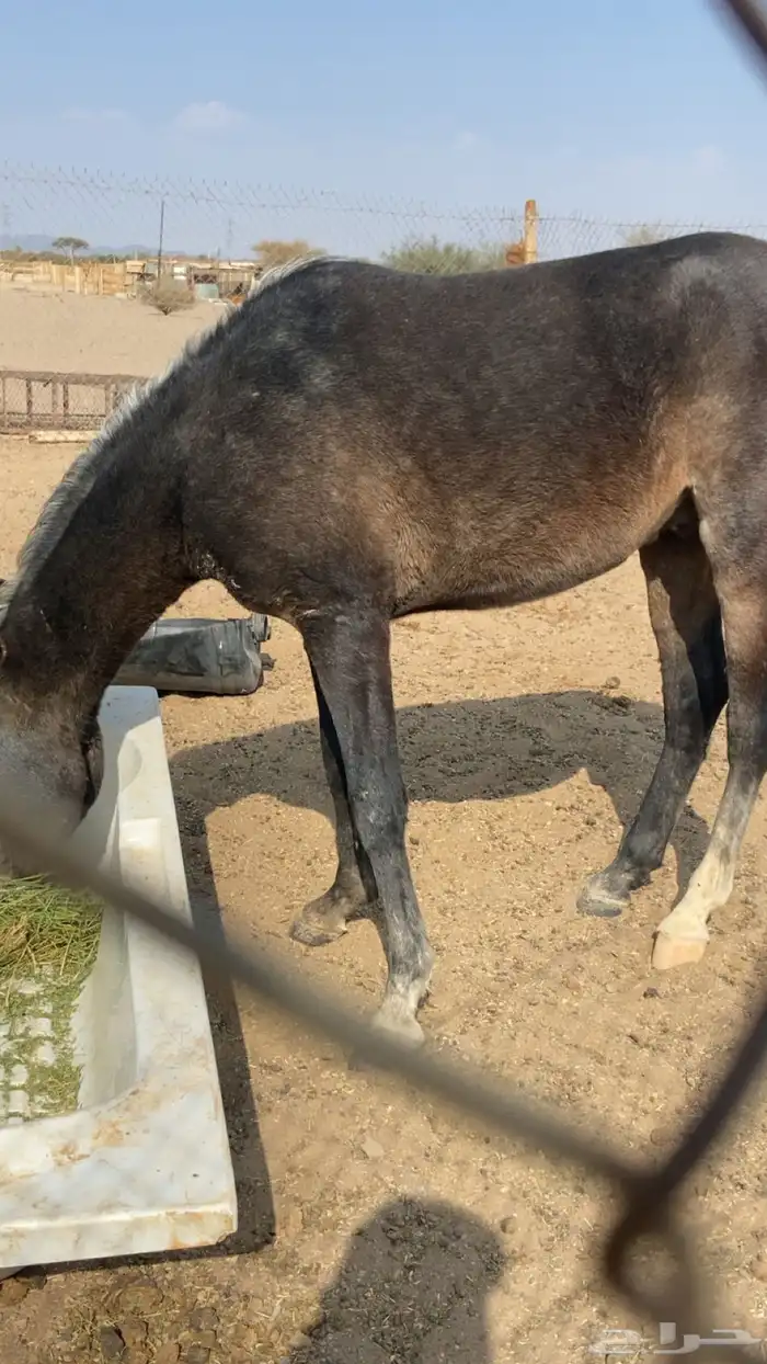 حصان العمر سنه 0