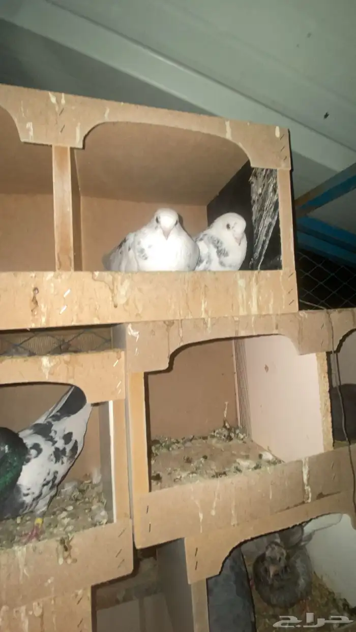 قطايف قنادي 9