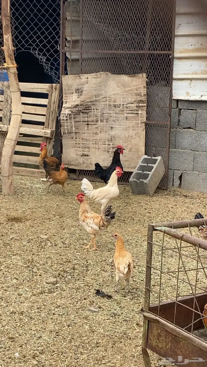 ديوك بلدي للبيع 2