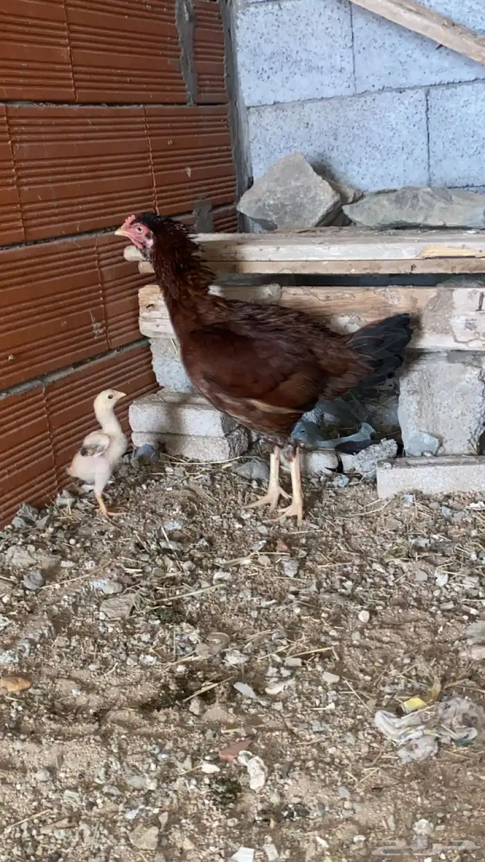 دجاجه باكستاني العمر سنه ونص الإنتاج منتجه السعر 200 0