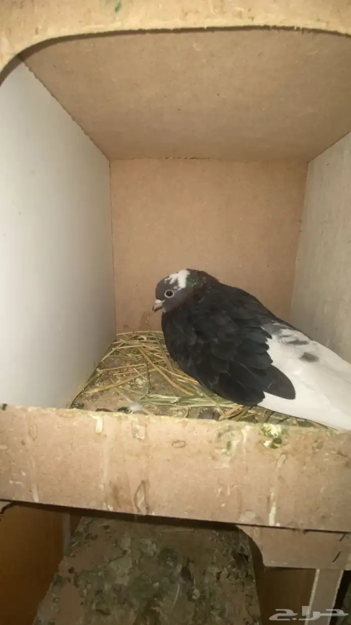 قطايف قنادي 11