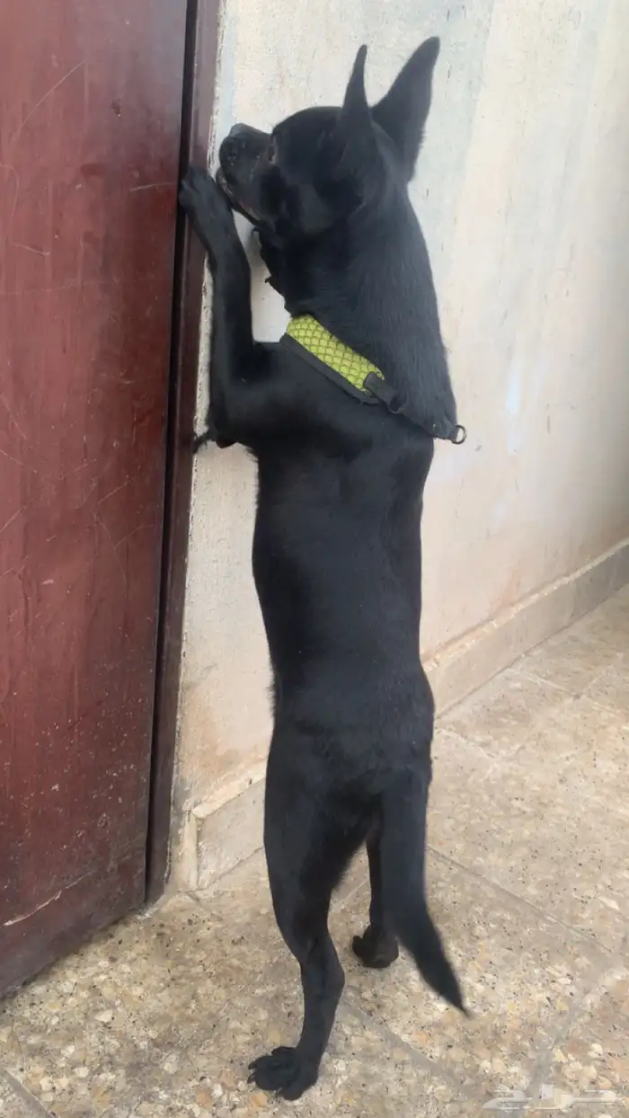 كلب فرنش هجين مع بوميرانيان 2