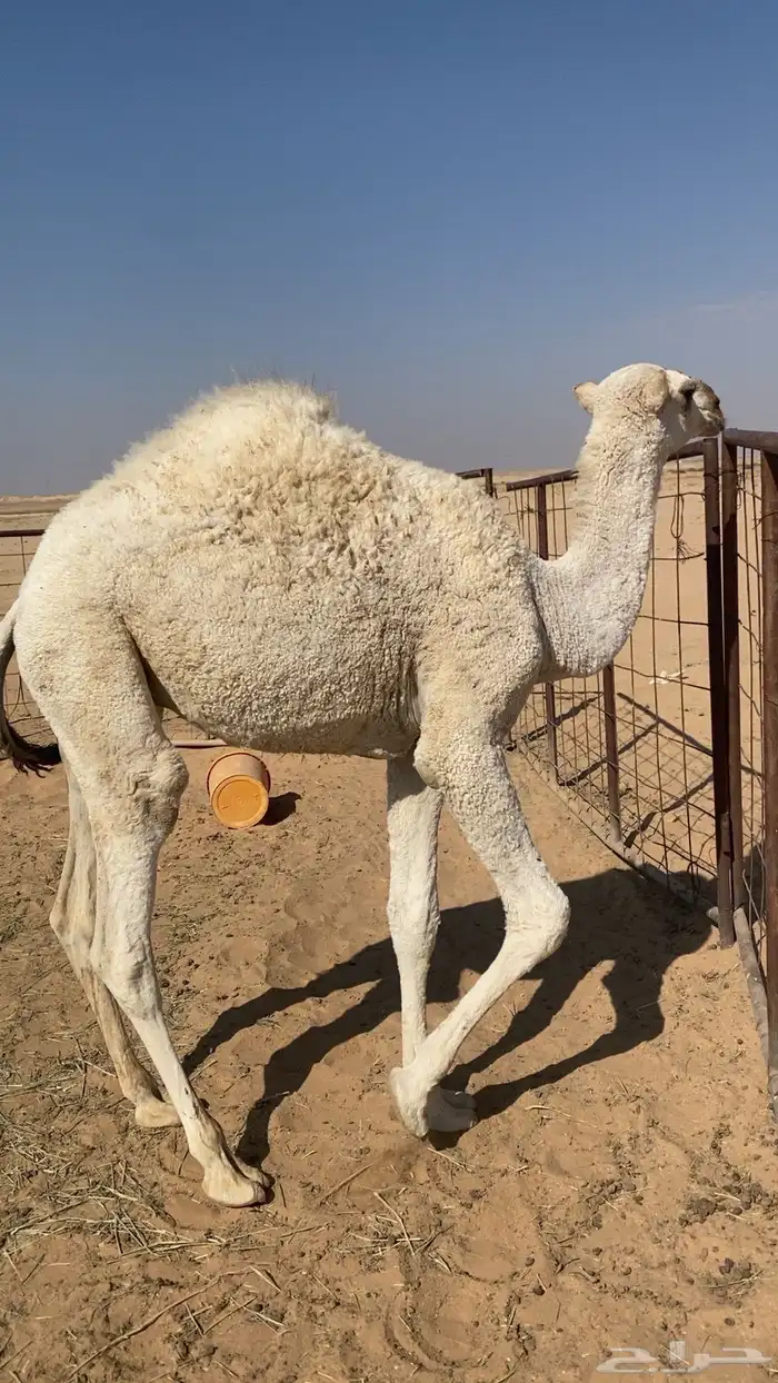 حاشي للبيع 1