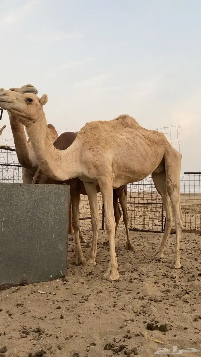 ناقه حره طيبه 0