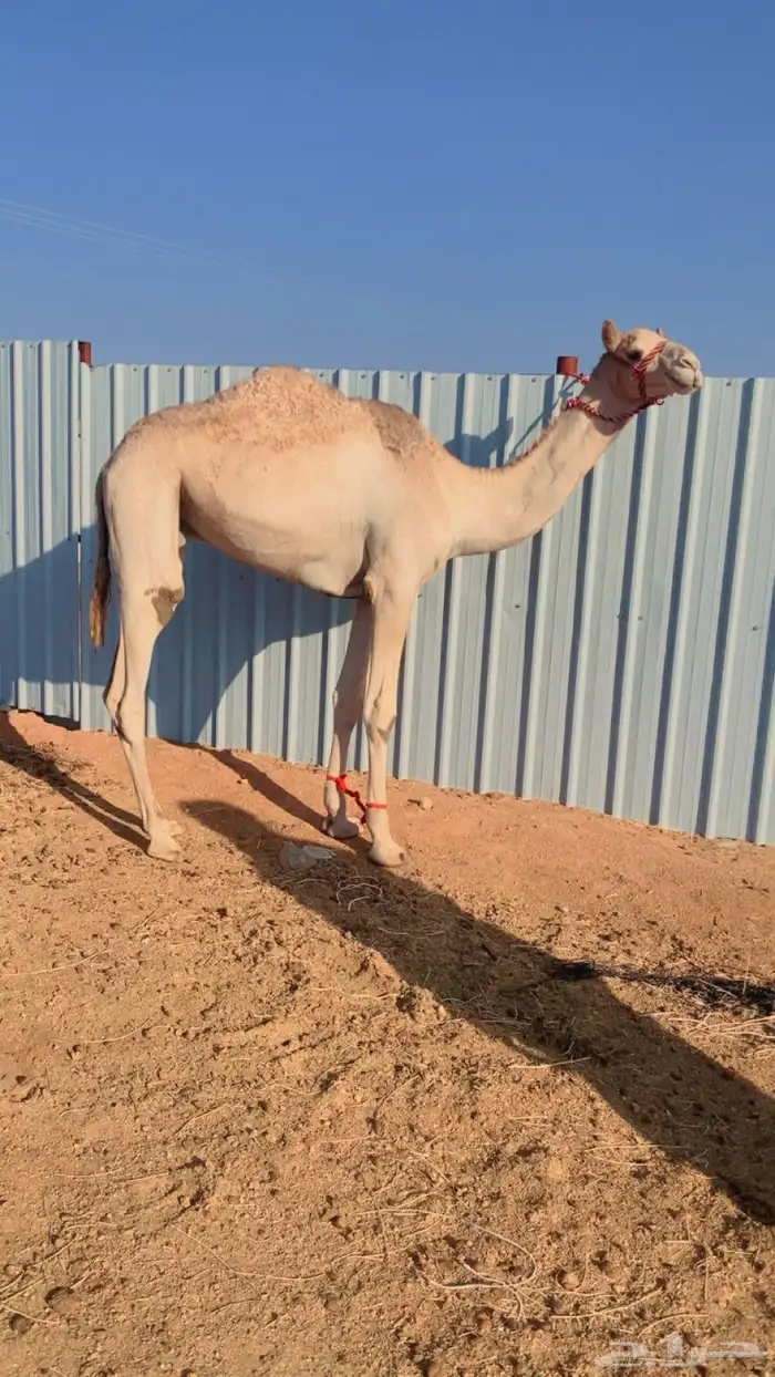 قعود مشروع ركبي 0