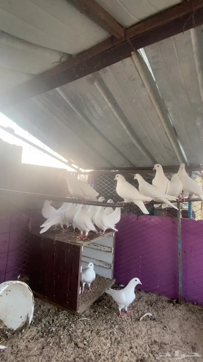 حمام فرنسي 1