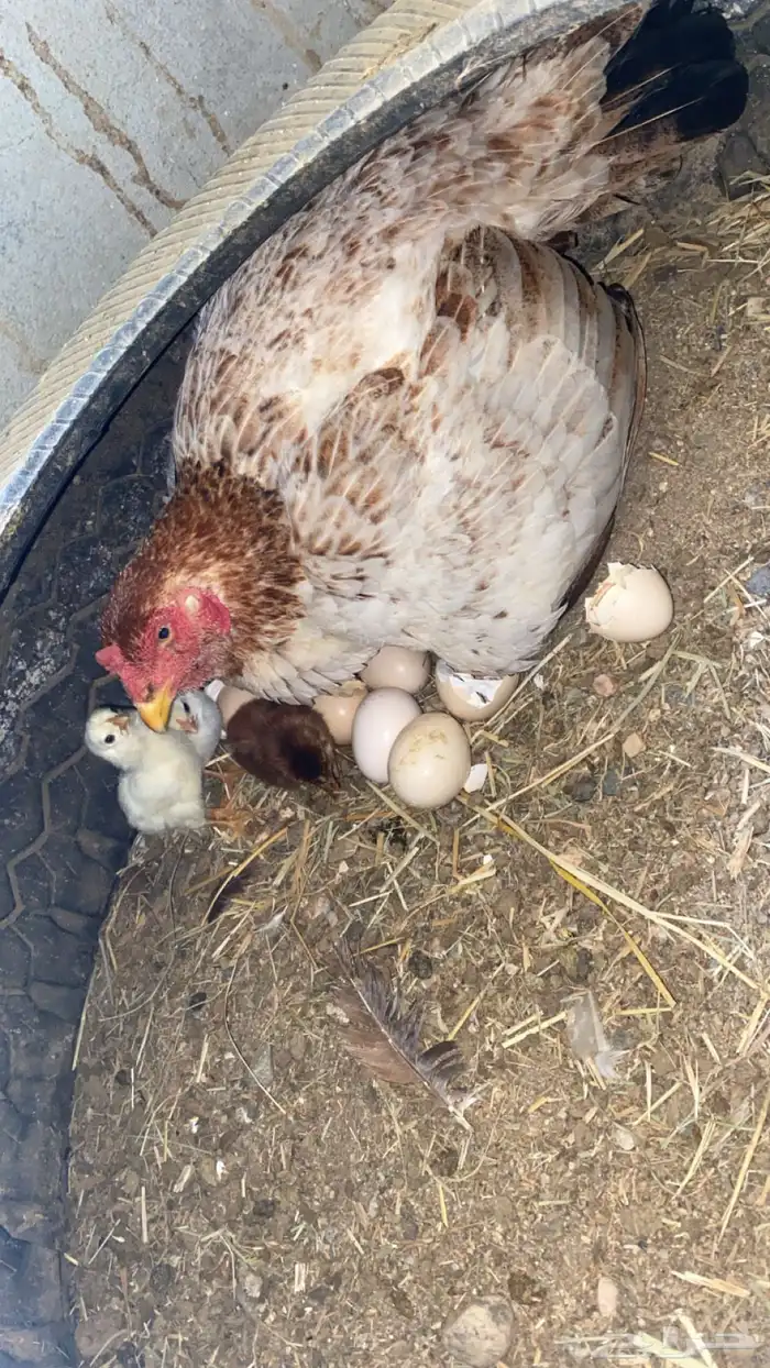 دجاجة باكستاني 2