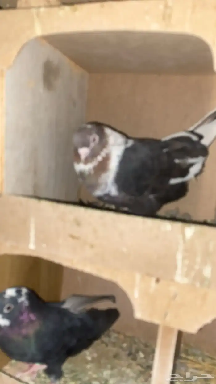 قطايف قنادي 8