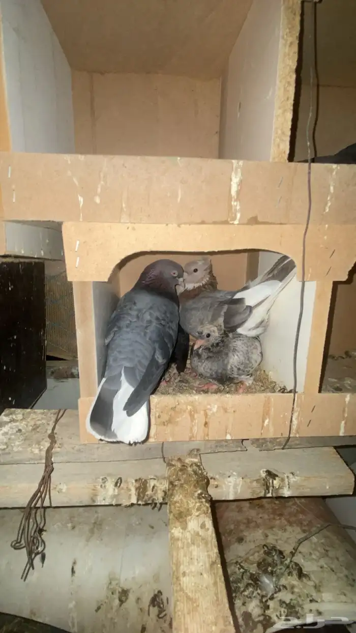 قطايف قنادي 6