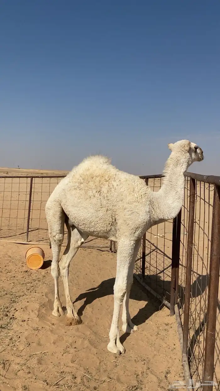 حاشي للبيع 0