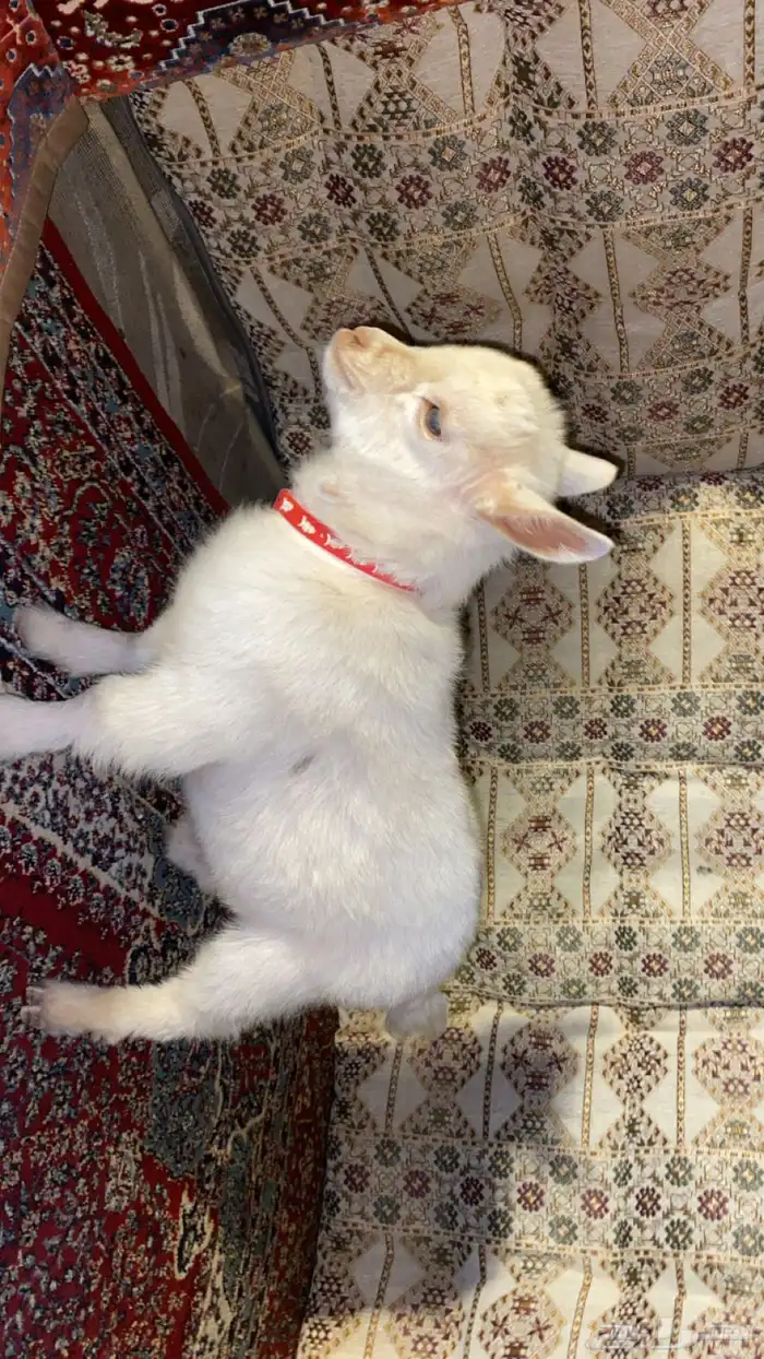 ماعز قزمي للبيع 1