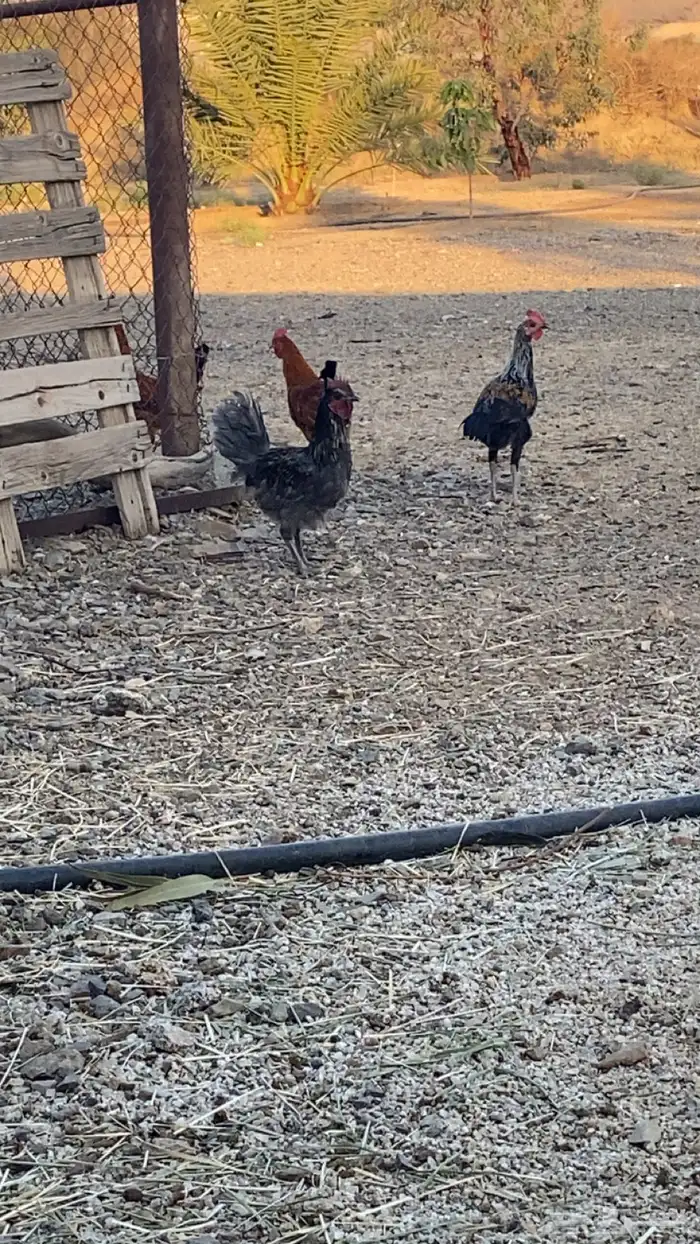 ديوك بلدي للبيع 0