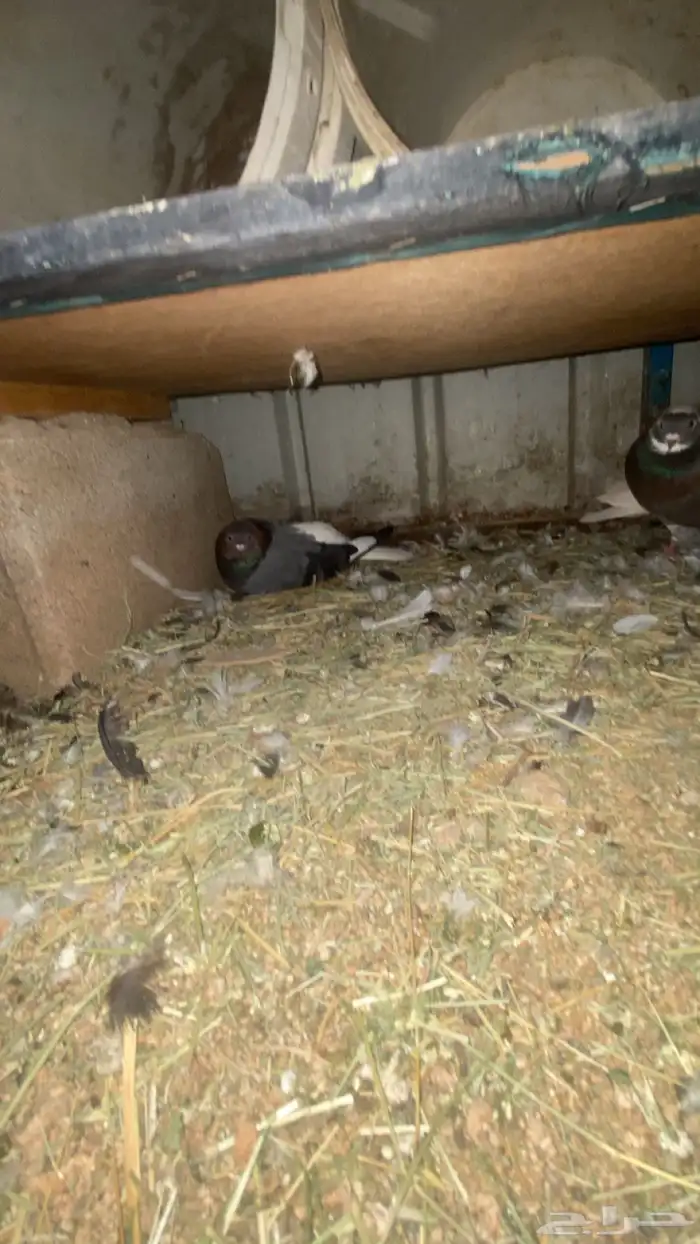 قطايف قنادي 3