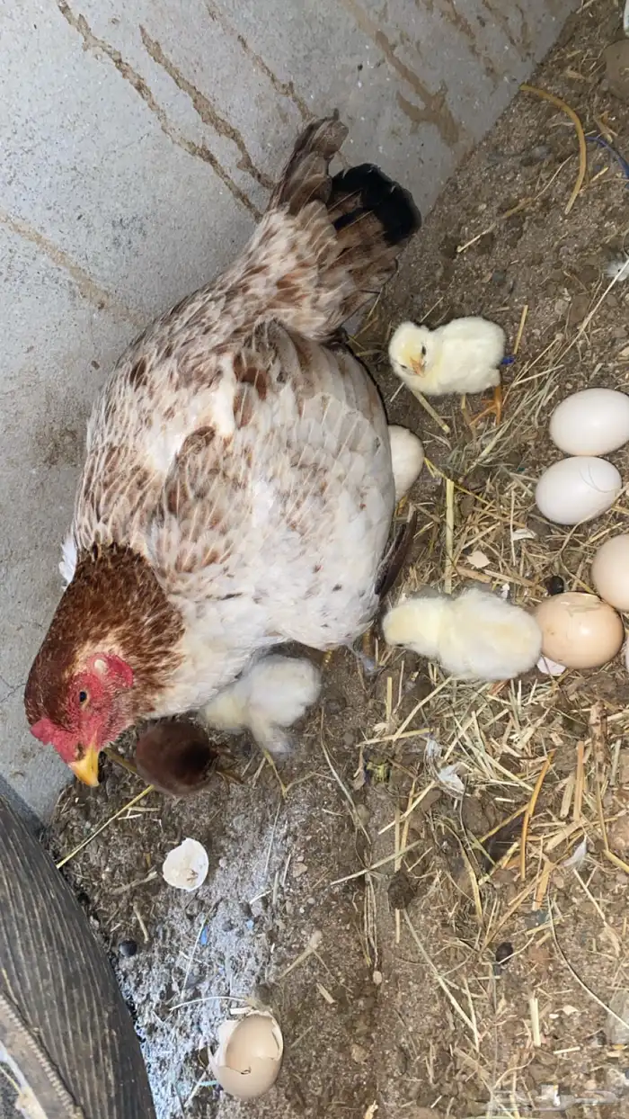 دجاجة باكستاني 0