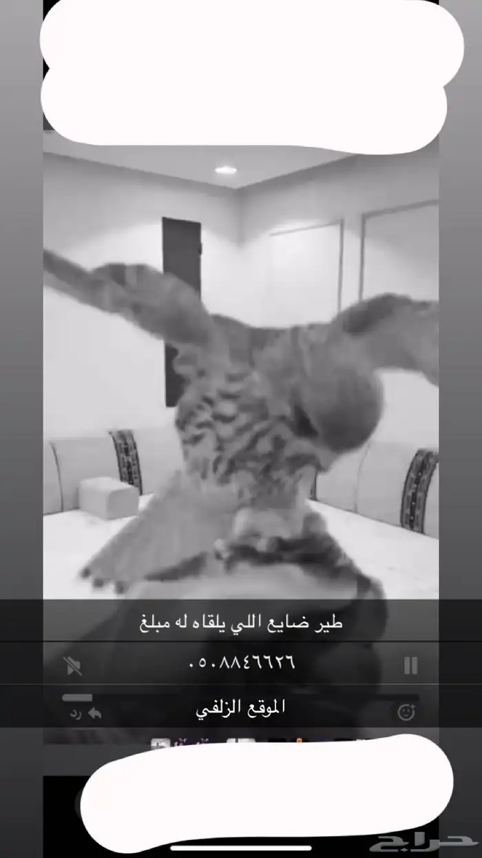 طير ضايع اللي يلقاه له 50 0