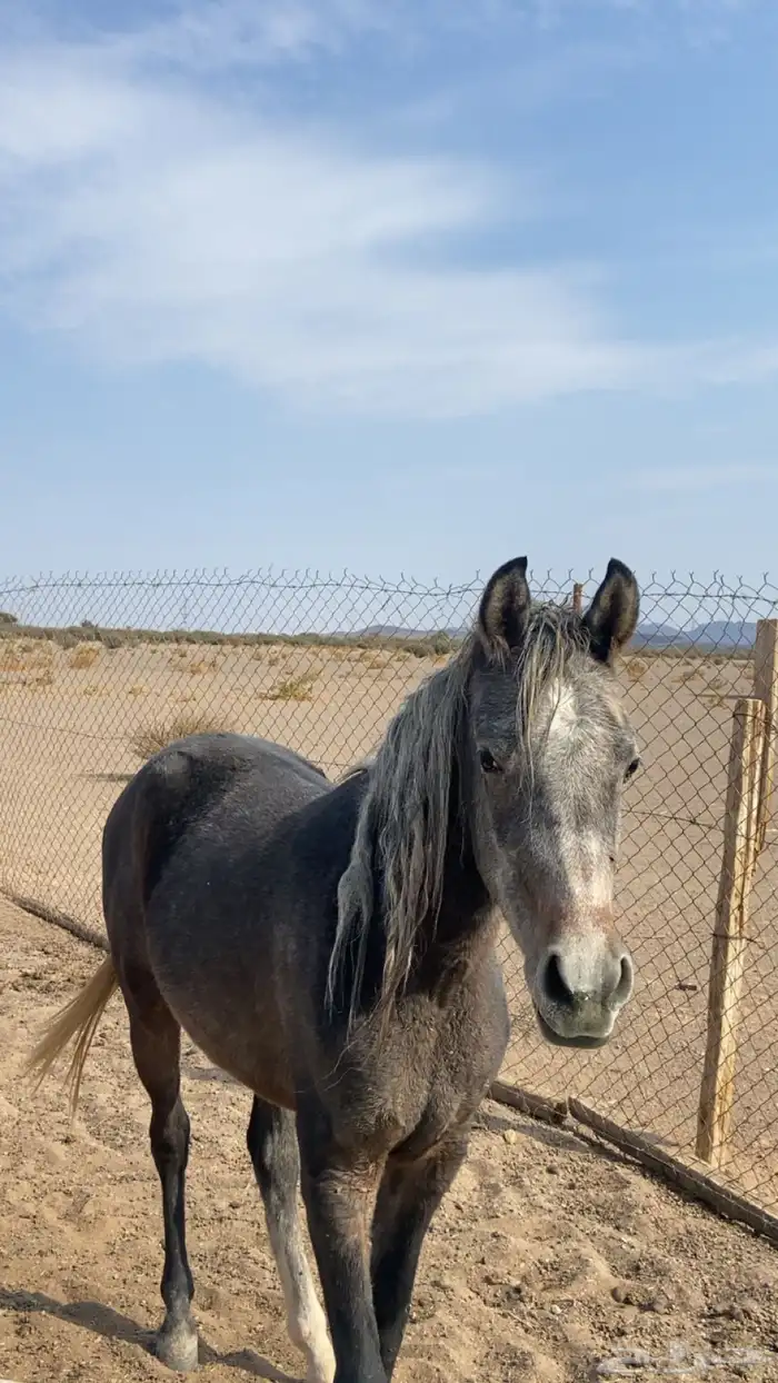 حصان العمر سنه 1