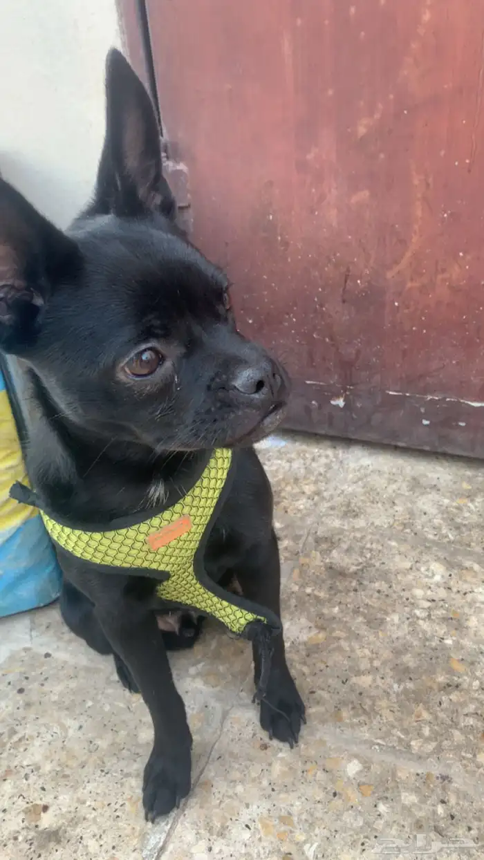 كلب فرنش هجين مع بوميرانيان 5