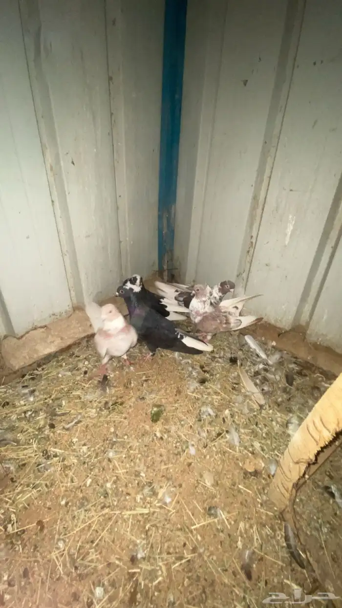 قطايف قنادي 0