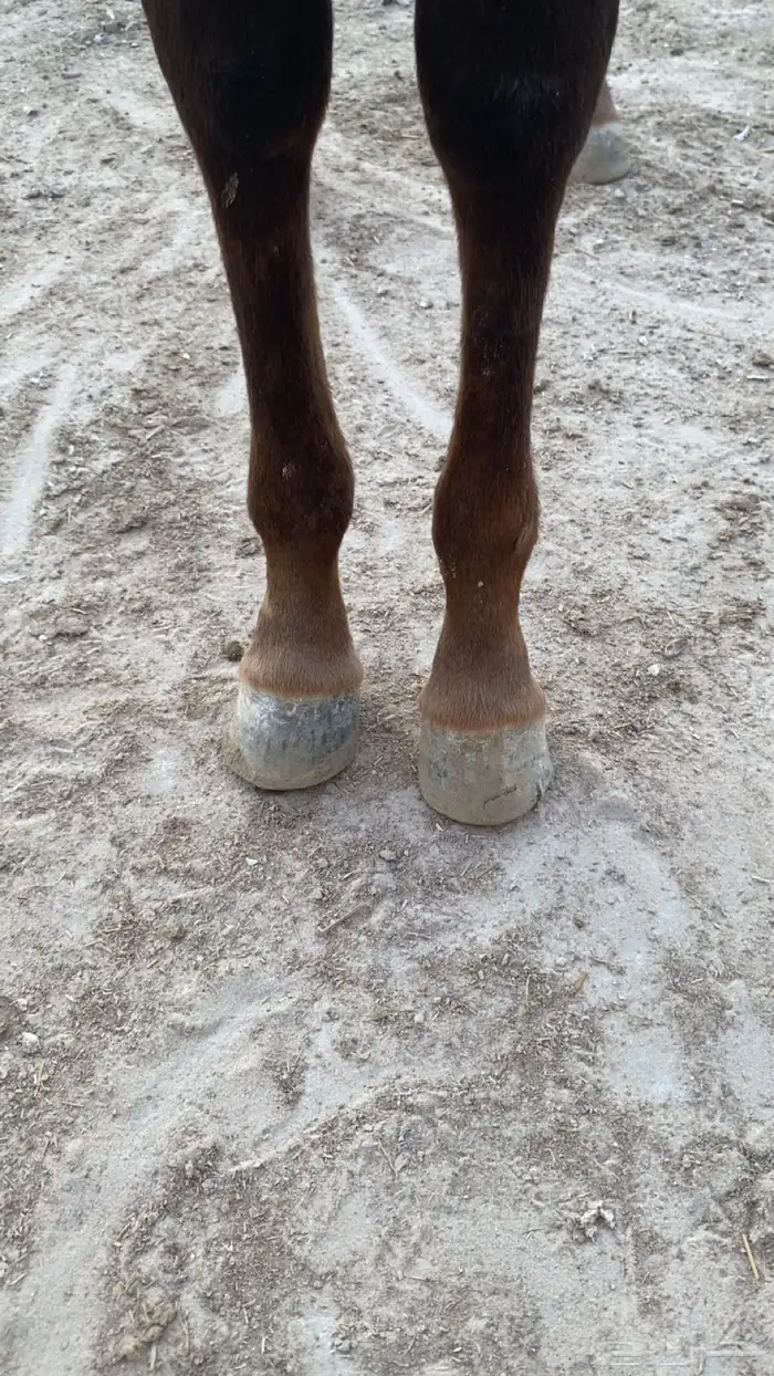 مهره شعبيه للبيع 1