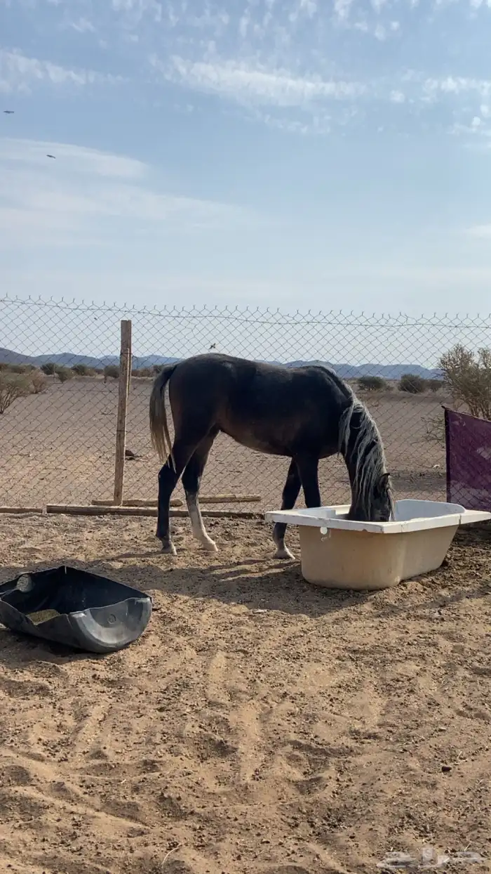 حصان العمر سنه 2