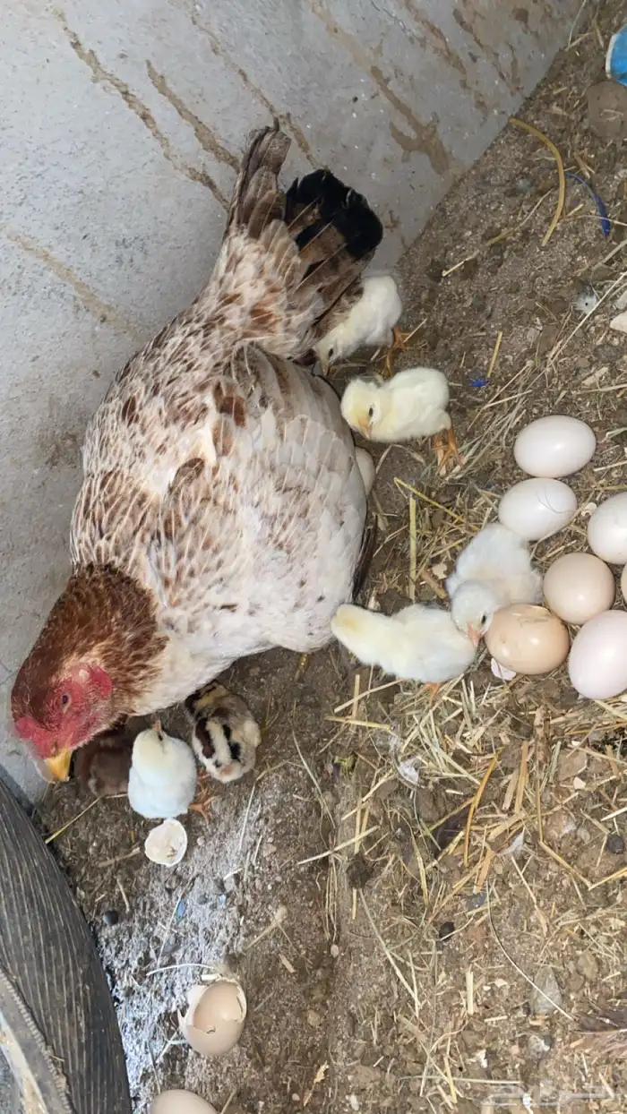 دجاجة باكستاني 1