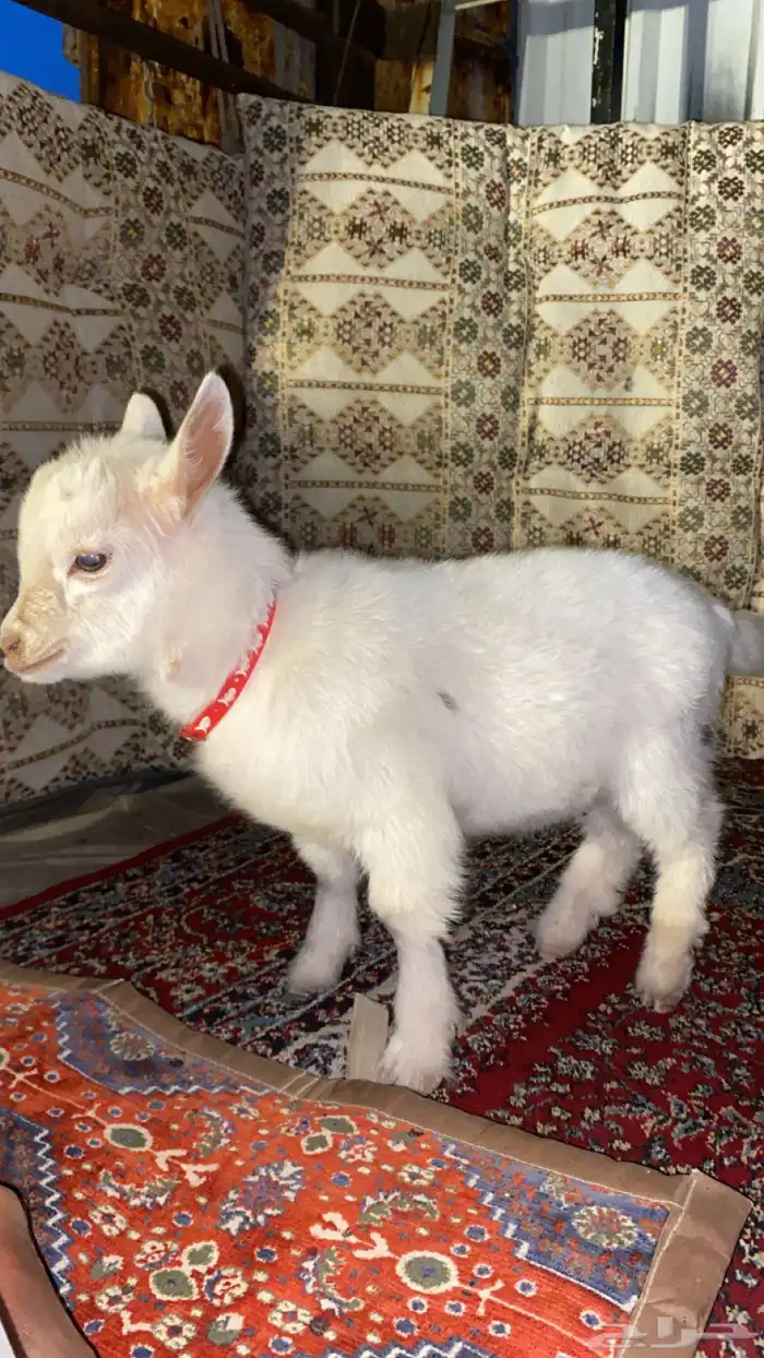 ماعز قزمي للبيع 0