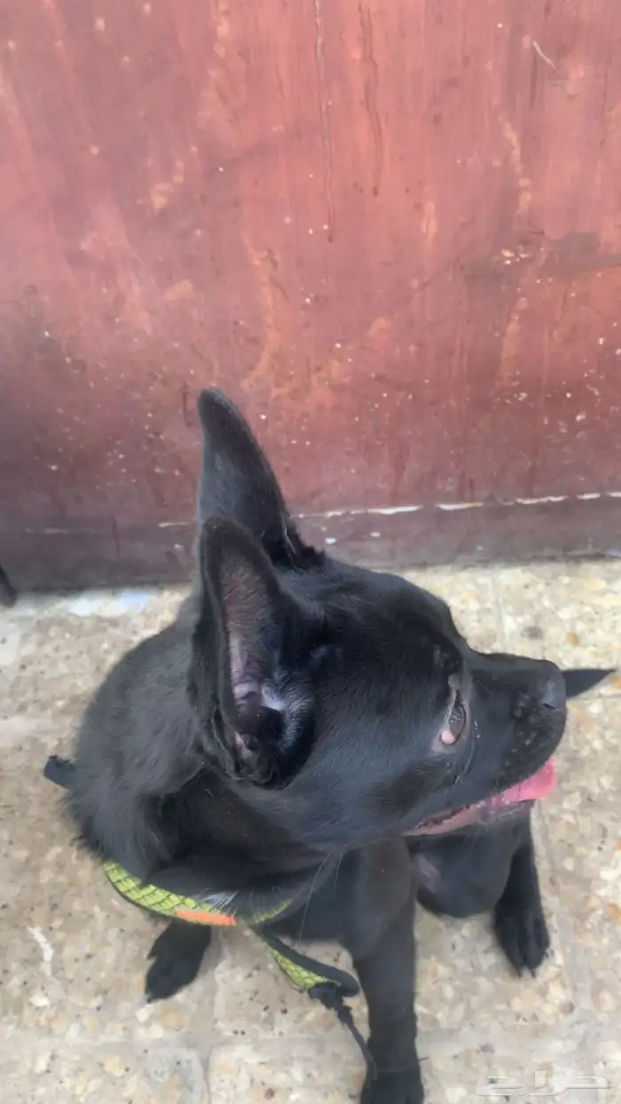 كلب فرنش هجين مع بوميرانيان 1