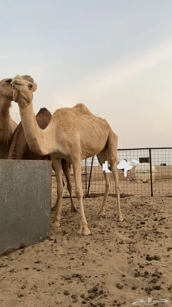 ناقه حره طيبه 1