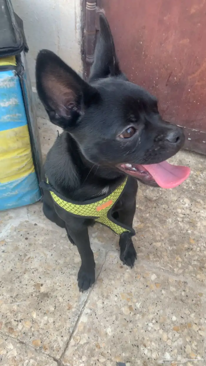 كلب فرنش هجين مع بوميرانيان 4