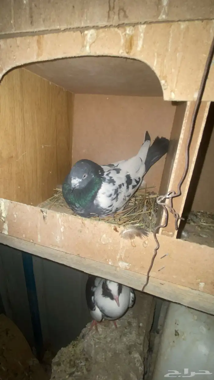 قطايف قنادي 10