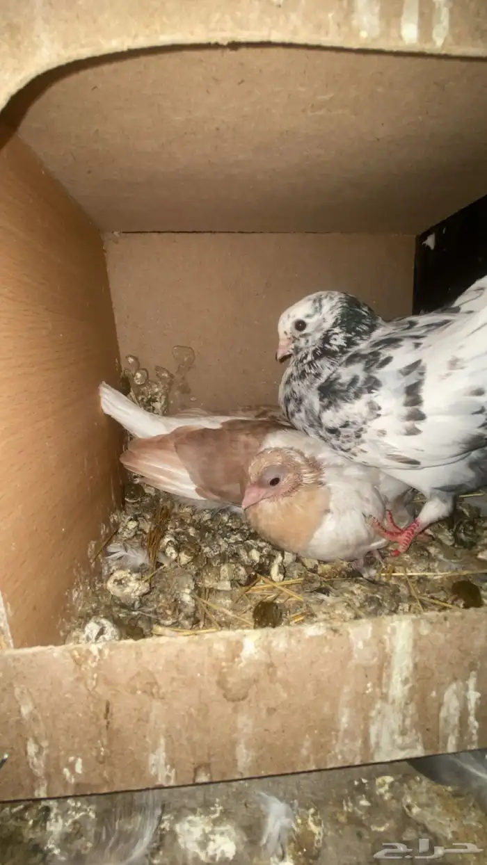 قطايف قنادي 5