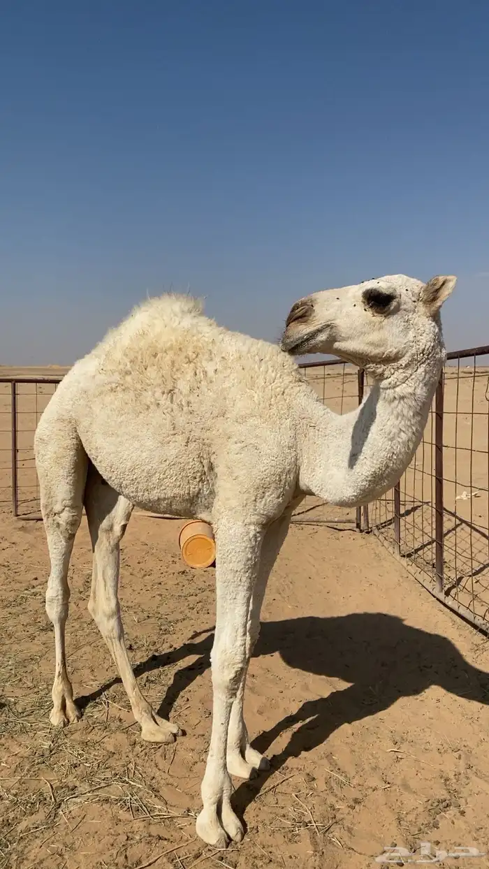 حاشي للبيع 2