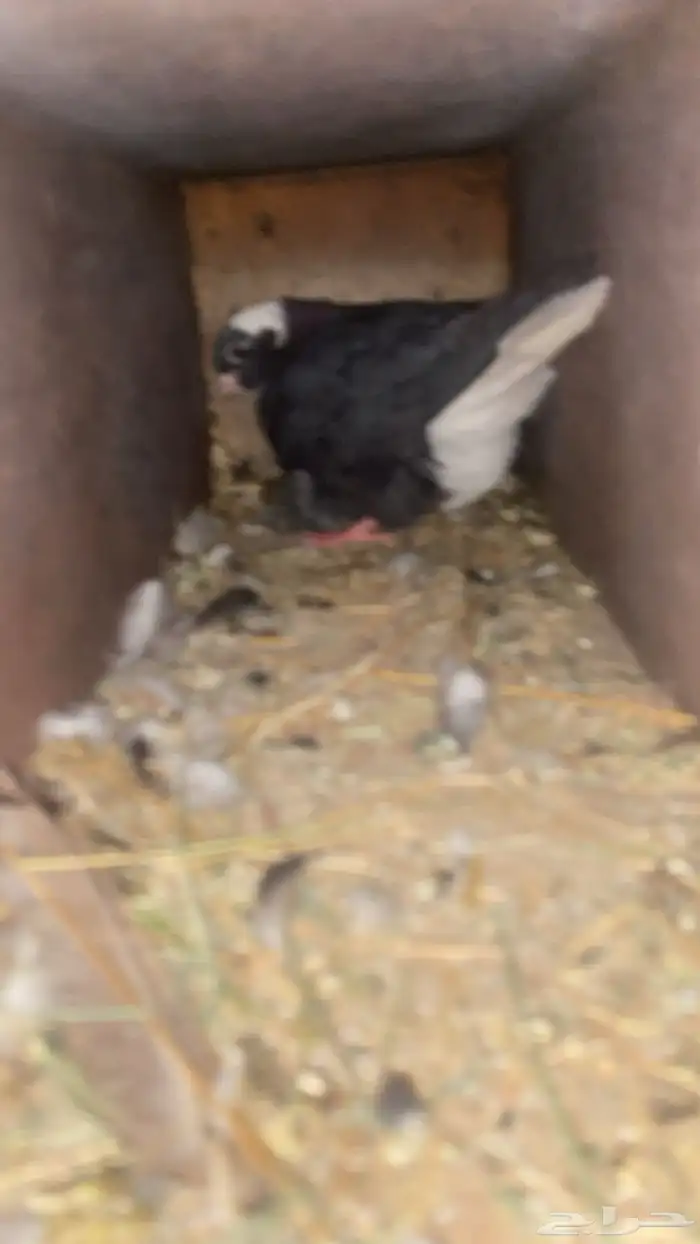 قطايف قنادي 2