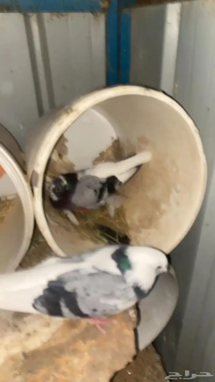 قطايف قنادي 4