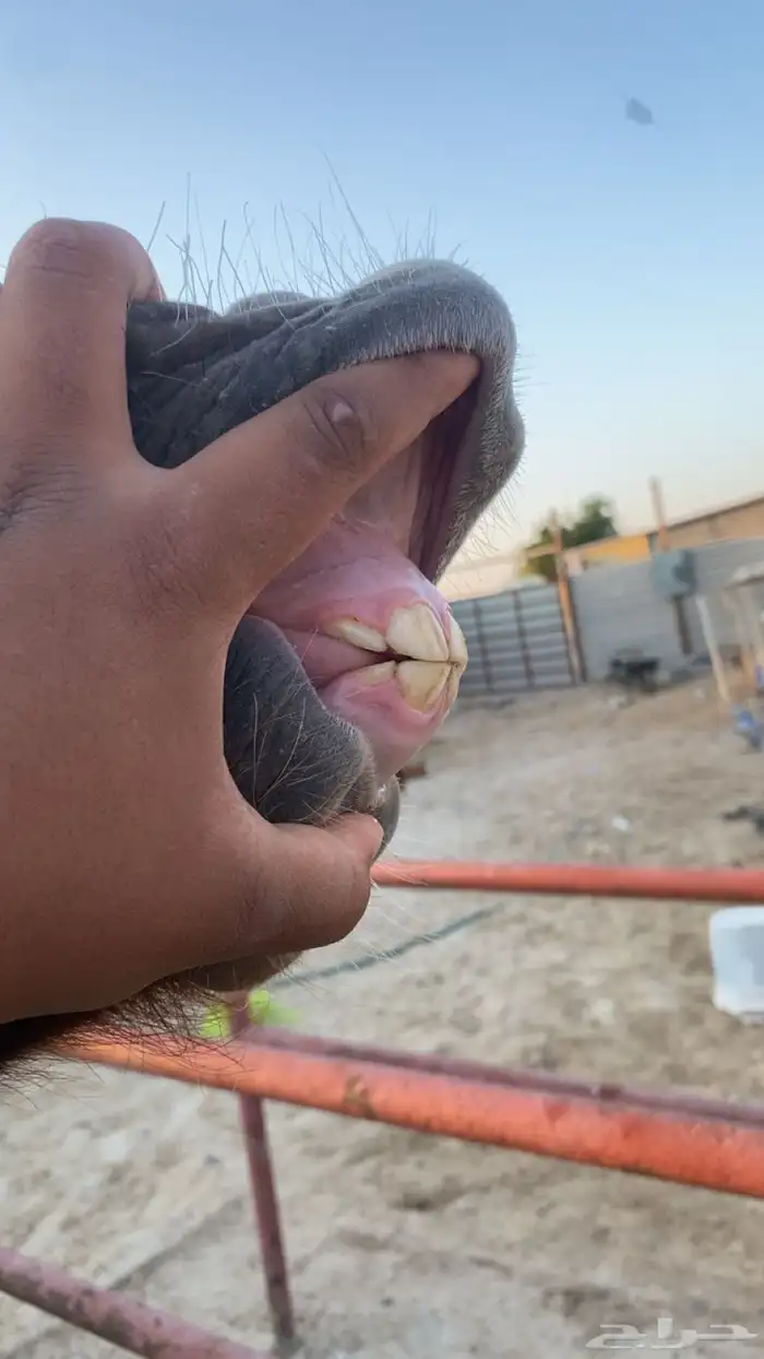 مهره شعبيه للبيع 0