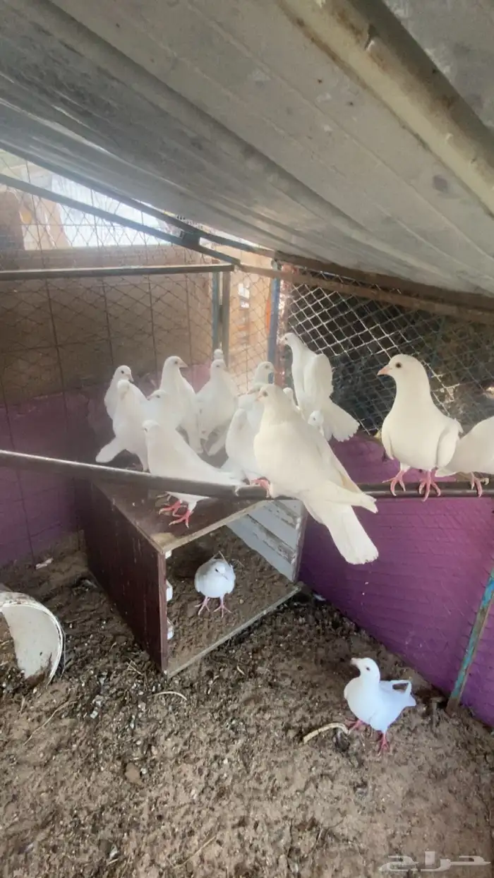 حمام فرنسي 0