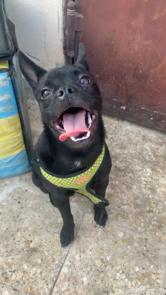 كلب فرنش هجين مع بوميرانيان 0