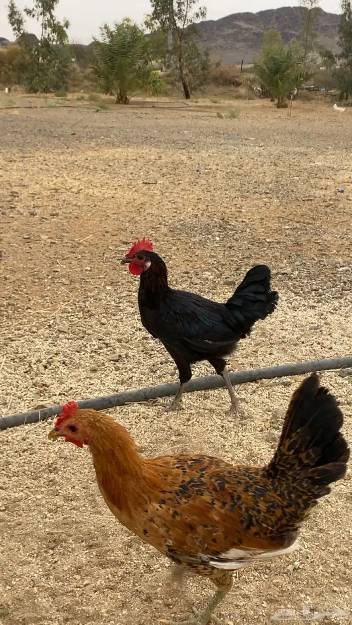 ديوك بلدي للبيع 1