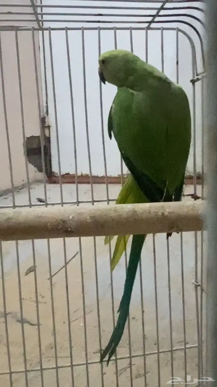 للبيع بغباء أنثى دره غير أليفه 1