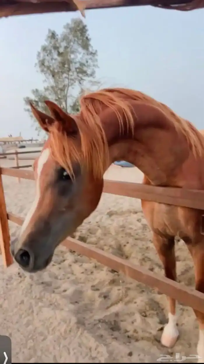 حصان عربي اوراق ولد فخر جهينه 2