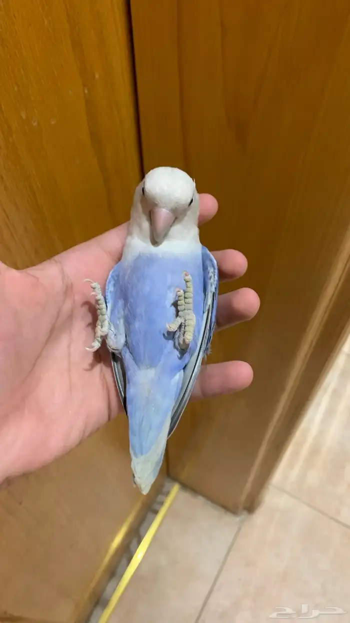 طيور روز منتج اليف 4