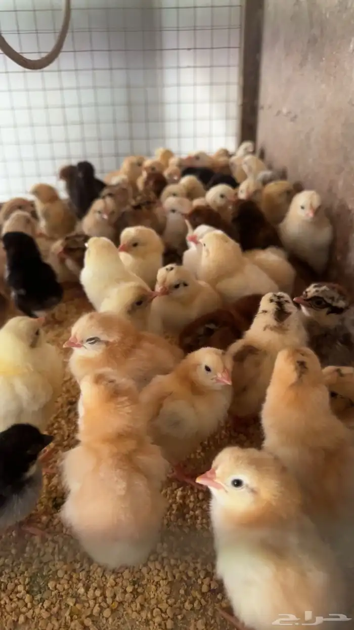 صوص بلدي تم البيع 0