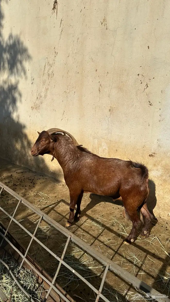 تيس بلدي فحل 1