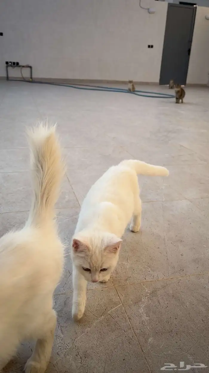 قطط تبني 10