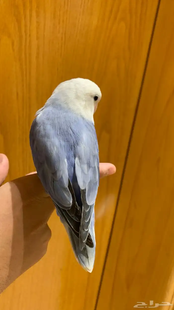 طيور روز منتج اليف 2