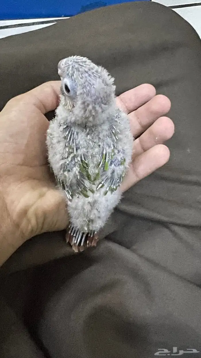 فرخ كنيور اناناس 1