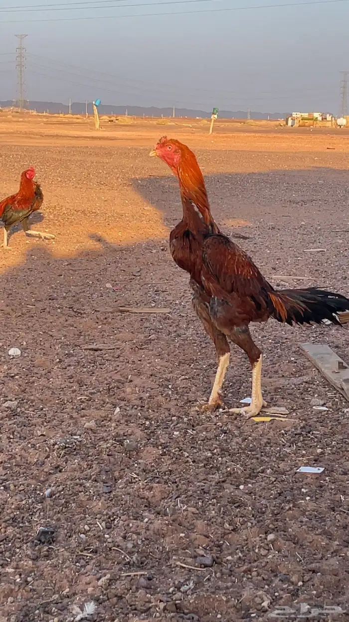 ديك ودجاجه باكستاني 4