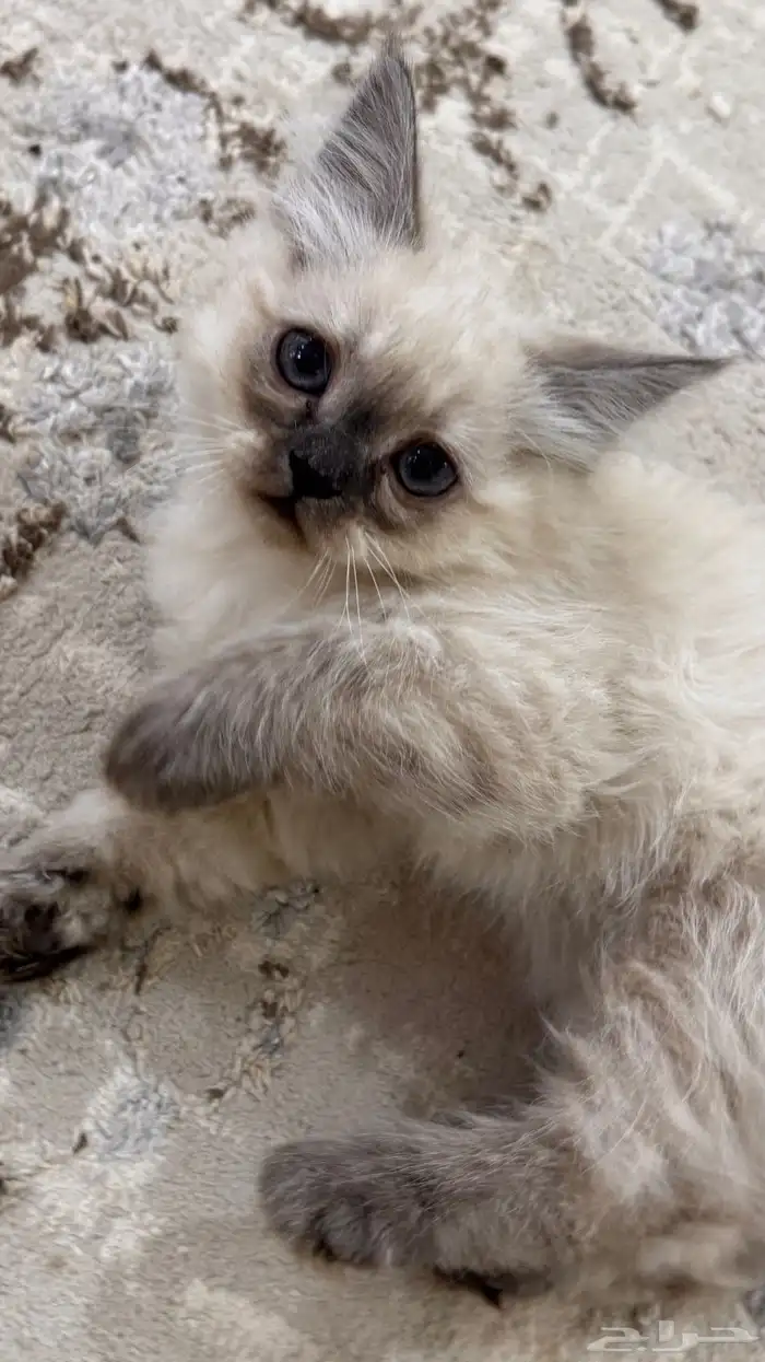 كيتن همالايا للبيع 16