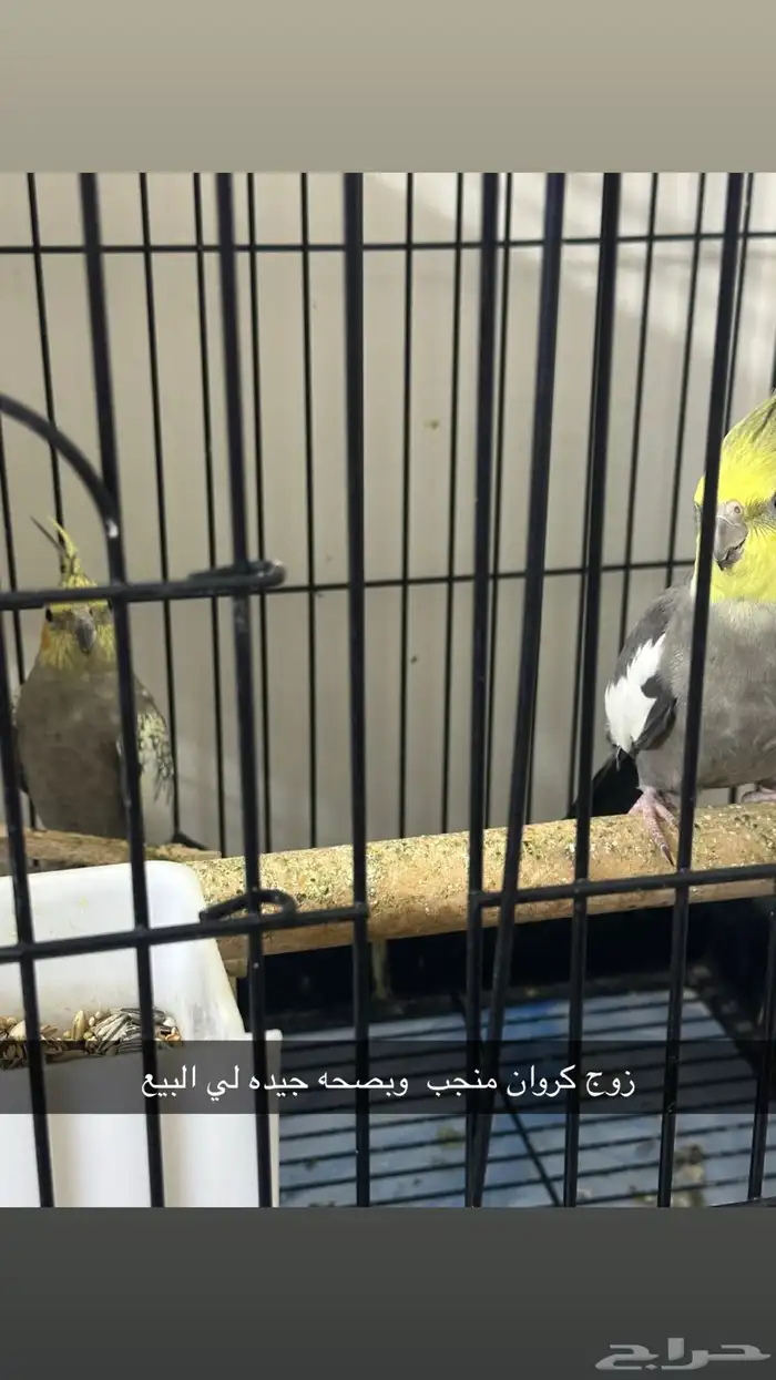 زوج كروان منجب 0