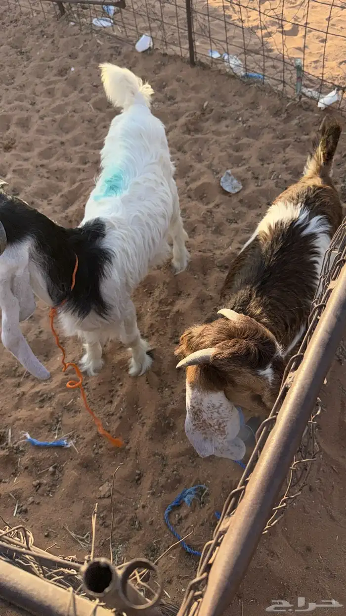 عنق سمان ذبايح 6